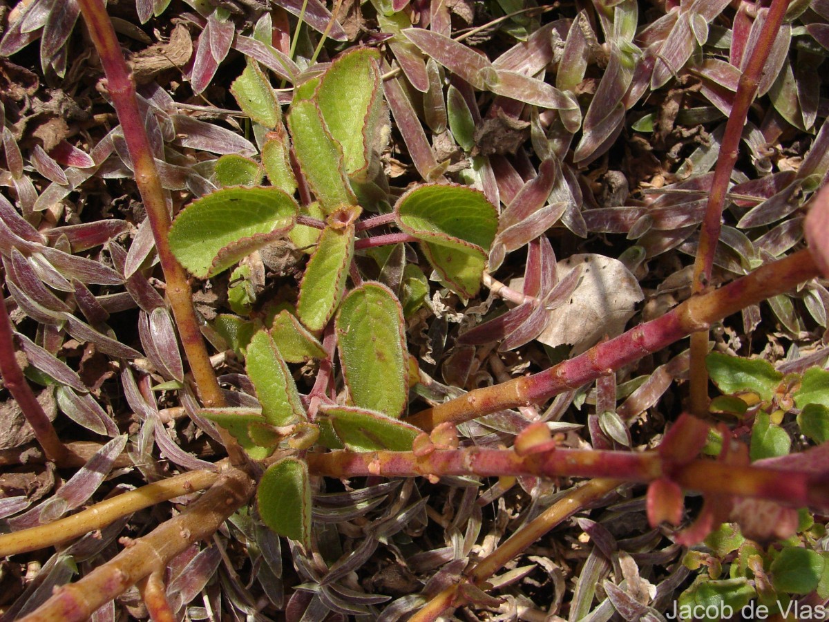 Coleus strobilifer (Roxb.) A.J.Paton